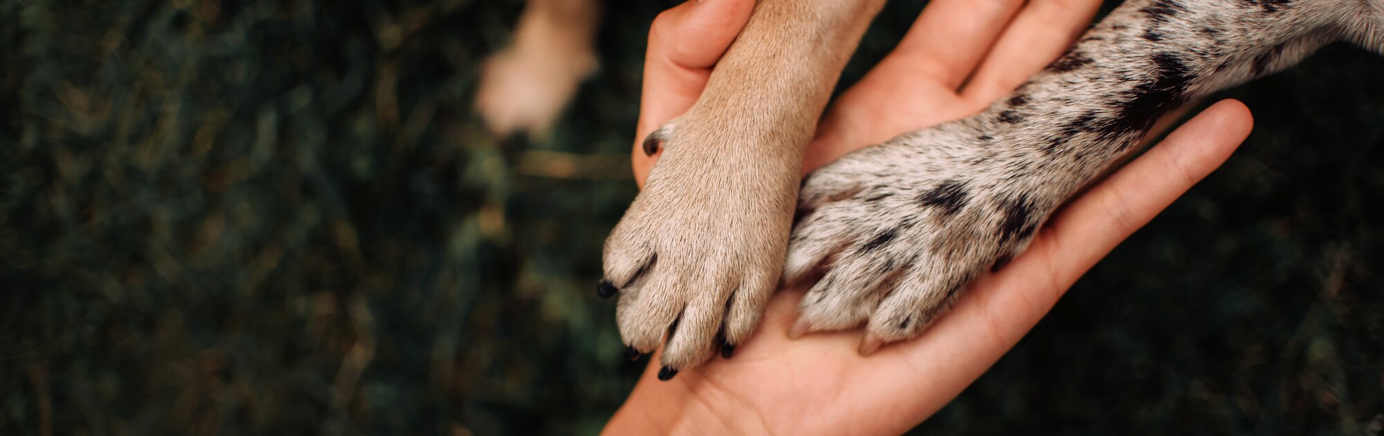 Wij zijn er voor uw hond wanneer u aan het werk bent