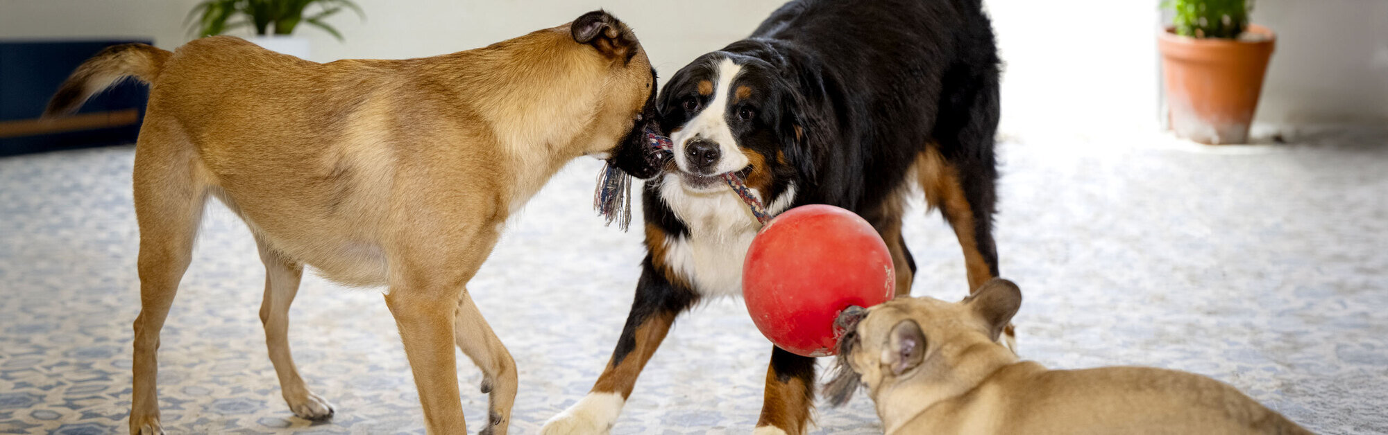 Komt uw hond bij ons spelen?